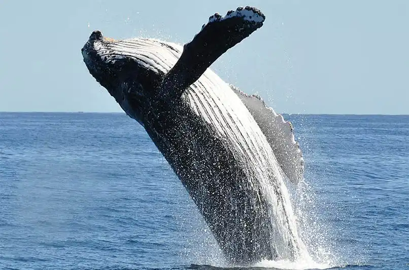 Spot the Whales and Babies on this Maui Whale Watching